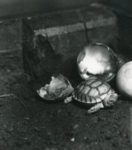 Une tortue sillonnée ou tortue à éperons africains nouvellement éclose au zoo de Londres, juillet 1922 - Frederick William Bond